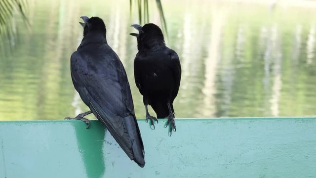 two black ravens sitting togeter
