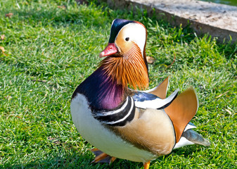 Beautiful male duck