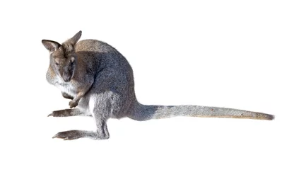 Crédence de cuisine en verre imprimé Kangourou gray kangaroo isolated on a white