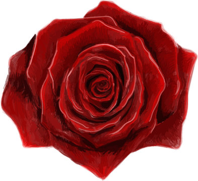 Watercolor rose flower, vector image