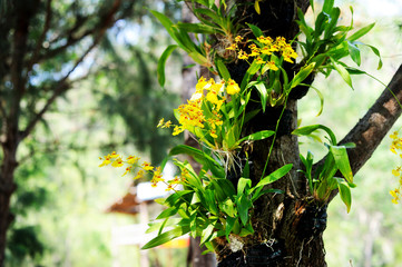 Beautiful yellow orchid