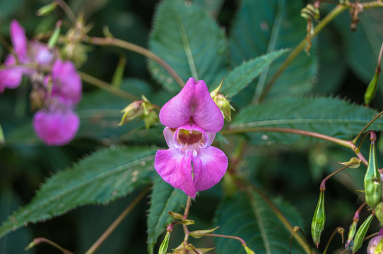 Dr&uuml;siges Springkraut - Impatiens glandulifera