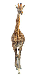 Obraz premium Giraffe isolated on white background