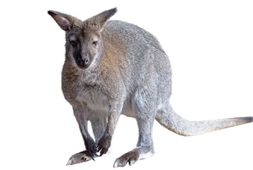 Photo sur Aluminium Kangourou kangourou gris isolé sur fond blanc