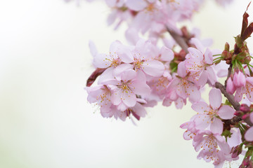 Cherry blossoms with lights and bokeh