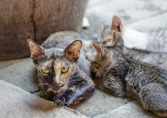 mama cat nursing their young kittens