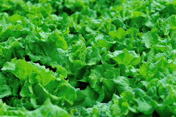green lettuce crops in growth at vegetable garden