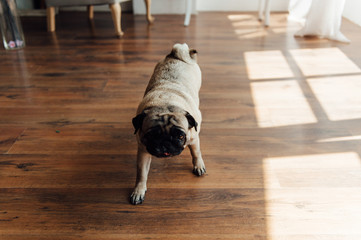 Pug on a wooden floor looking at the camera .