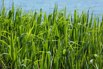 Obraz premium Young bulrush in the river.