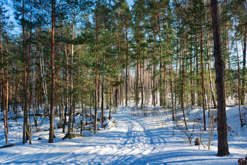 Winter scene in the forest