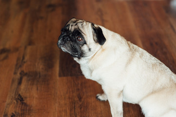 Pug on a wooden floor looking at the camera .