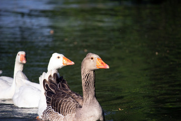 Greylag goose  (Anser anser) with two white domestic geese (Anser anser formes domestica)