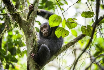 Close up portrait of chimpanzee ( Pan troglodytes ) resting  on the tree in the jungle