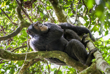 Close up portrait of chimpanzee ( Pan troglodytes ) resting  on the tree in the jungle