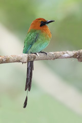 Broad-billed Motmot - Panama