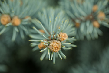 Naklejka na ściany i meble Close up of spruce branch