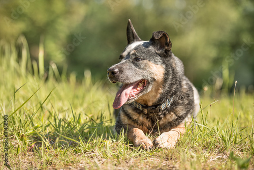 "gehorsamer liegender Hund vor grünem Hintergrund Australien Cattle