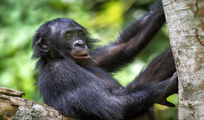 The close-up portrait of juvenile Bonobo ( Pan paniscus) on the tree in natural habitat. Green natural background.