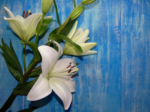 Fototapeta белая лилия на синих деревянных досках 