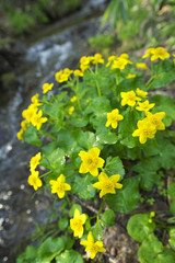 リュウキンカ(Caltha palustris)