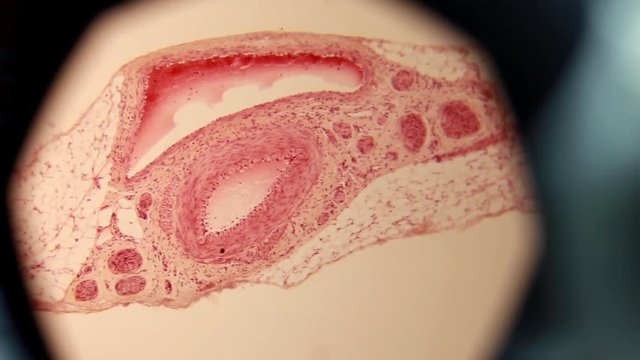 The Cell Tissue Under a Microscope