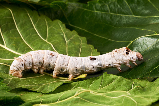Silkworms on Mulberry leaves