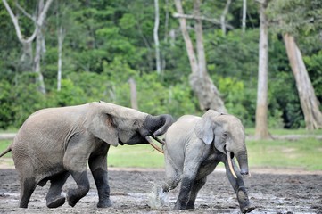 the attacking Elephant. Forest Elephant (Loxodonta africana cyclotis), (forest dwelling elephant) of Congo Basin. Dzanga saline (a forest clearing) Central African Republic, Dzanga Sangha. Africa