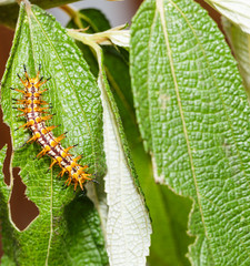 Caterpillar of yellow coster butterfly resting on leaf