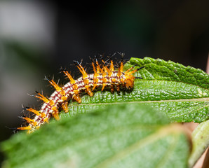 Fototapeta premium Caterpillar of yellow coster butterfly resting on leaf