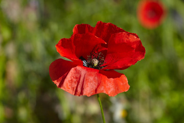 poppy field