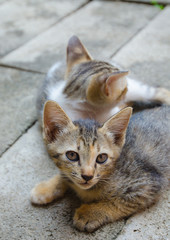 young kittens