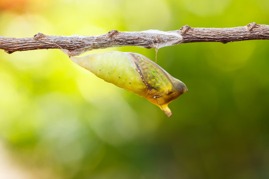 Mature chrysalis of tailed jay butterfly