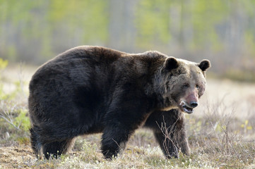 Close-up Portrait of Adult Male of Brown Bear (Ursus arctos) in spring forest.