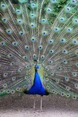 A BEAUTIFUL PEACOCK IN THE GARDEN OF ABBAEY OF VALLOIRE, VALLEY OF AUTHIE, SOMME, FRANCE 
