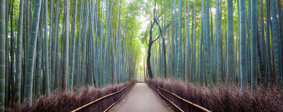 Walkway through Arashiyama bamboo grove at sunrise, Arashiyama, Kyoto, Honshu, Japan