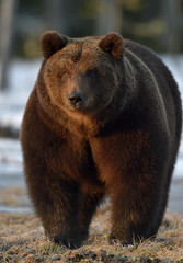 Close-up Portrait of Adult Male of Brown Bear (Ursus arctos) in sunset light. Spring forest