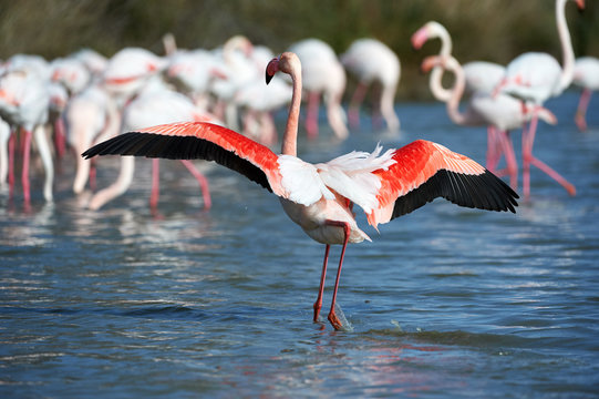 Fototapeta Group of pink flamingos