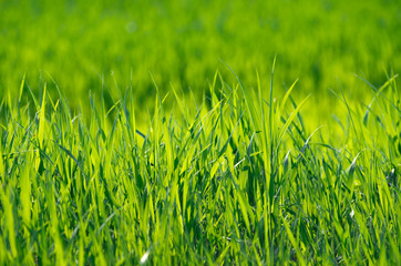 Green grass texture from a field