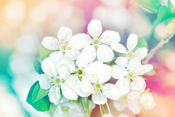 white flowers