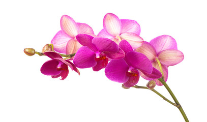 Obraz na płótnie Canvas branch of violet orchids isolated on white