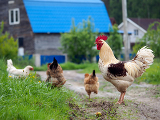 Rooster on the footpath on the background of wooden houses and chickens. Summer, the village, green grass