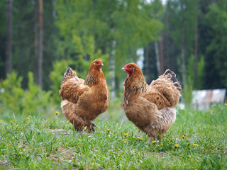 Two red chicken on a green meadow in a forest. Grass, flowers dandelions