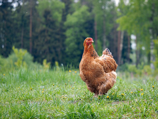 Ginger chicken on a green meadow in a forest. Grass, flowers dandelions
