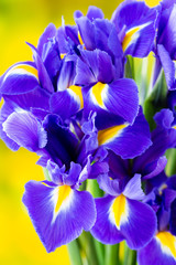 Purple iris flower on the yellow background. © gitusik
