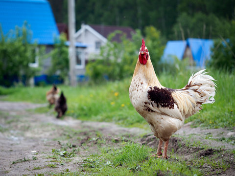 Rooster on the footpath on the background of wooden houses. Summer, the village, green grass 