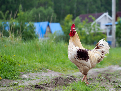 Rooster on the footpath on the background of wooden houses. Summer, the village, green grass 