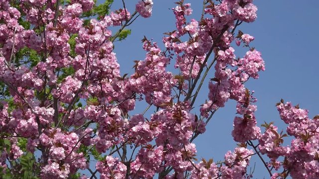 flowering  Japanese cherry tree in the nature
