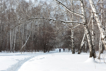 Siberia. People walk along the path in a birch forest on a Sunny