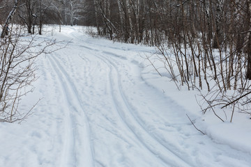 Fototapeta na wymiar Siberia. Ski trail and birch forest in winter.