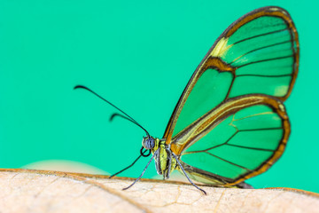 Obraz premium Borboleta.